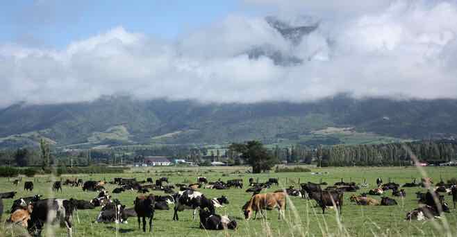 中企再出手4270万收购新西兰北岛Far North农场