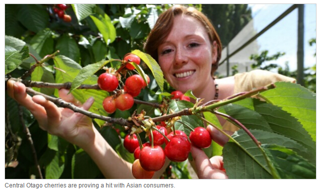 NZ樱桃在亚洲大受欢迎