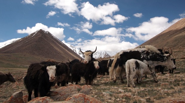 新西兰小伙与西藏牧民同吃同住 创立牦牛绒品牌