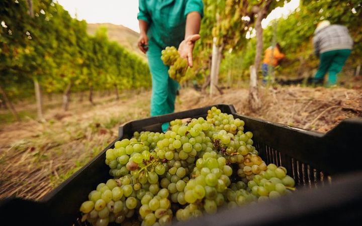 新西兰葡萄酒行业出口收入创新高