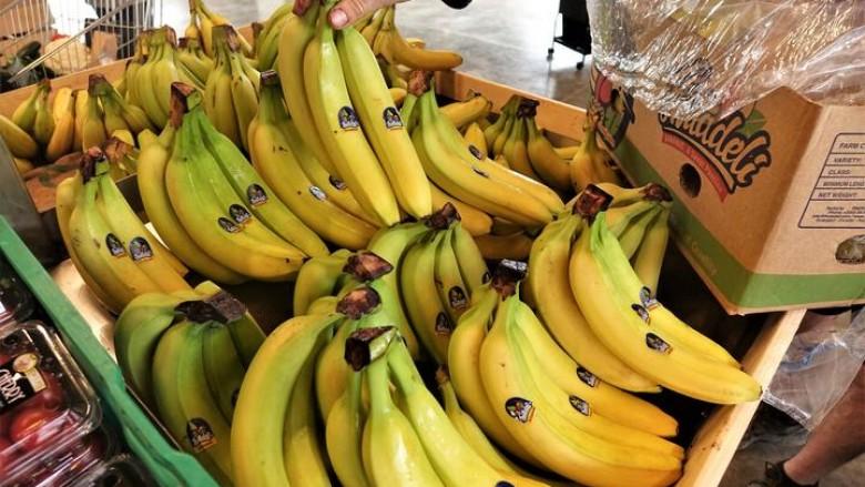 气候变暖危中有机 新西兰或可大面积种植香蕉